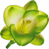 Green freesia